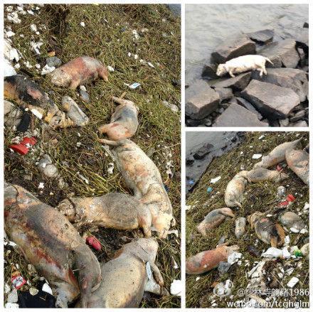 上海室內(nèi)空氣質(zhì)量檢測中心-上海CMA檢測報告